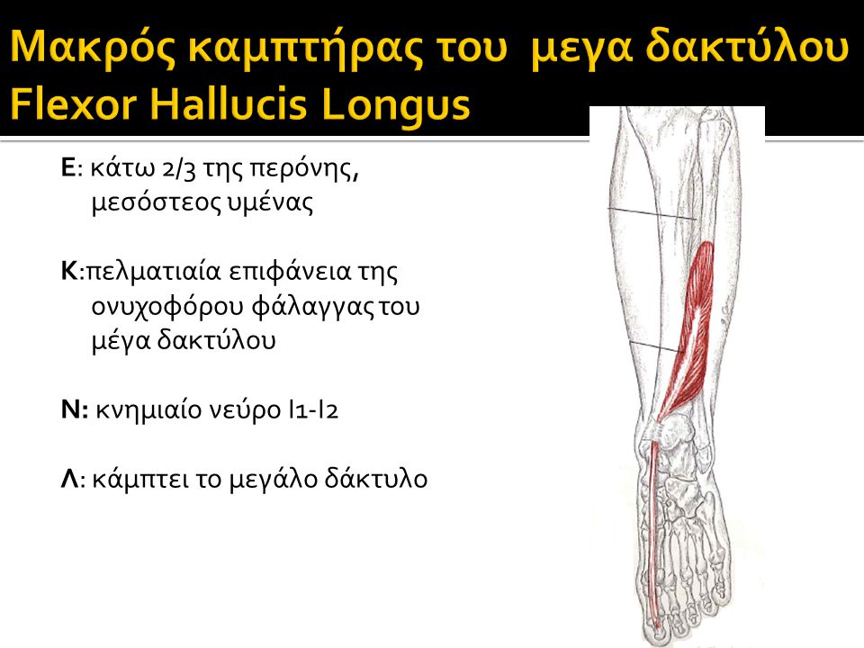 Μακρός καμπτήρας του μεγα δακτύλου Flexor Hallucis Longus