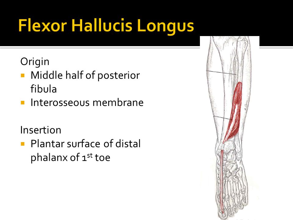 Flexor Hallucis Longus