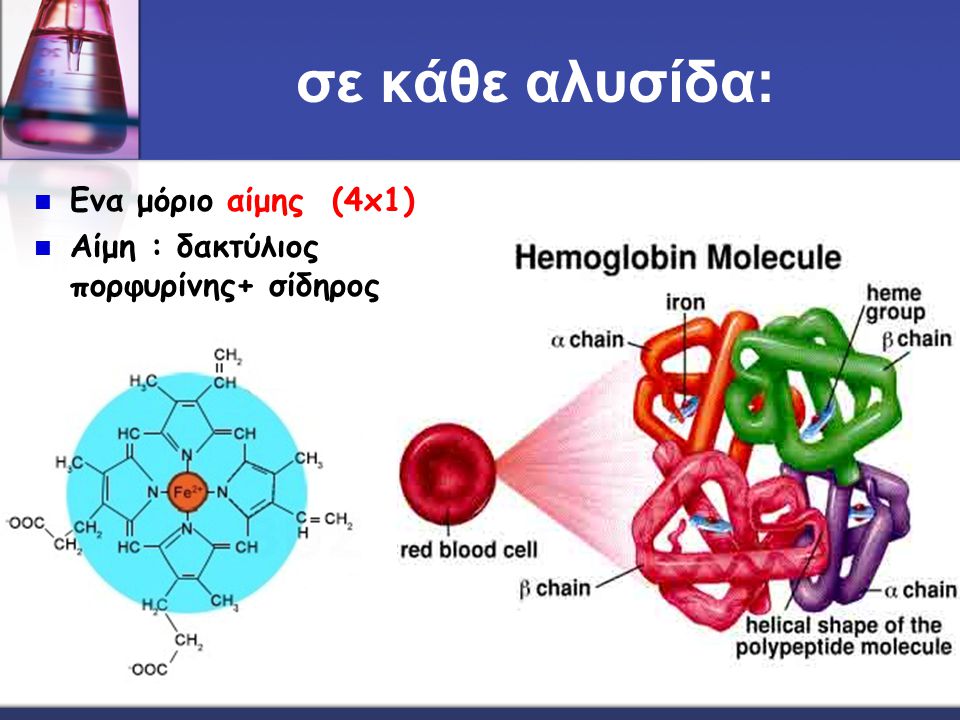 σε κάθε αλυσίδα: Ενα μόριο αίμης (4x1)