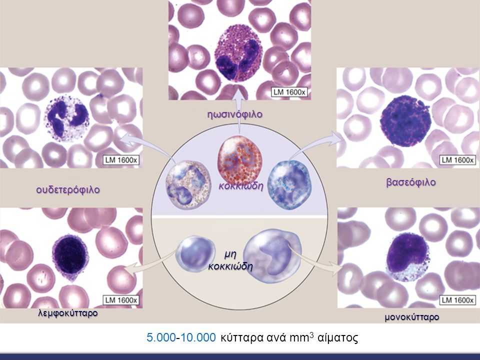 κύτταρα ανά mm3 αίματος