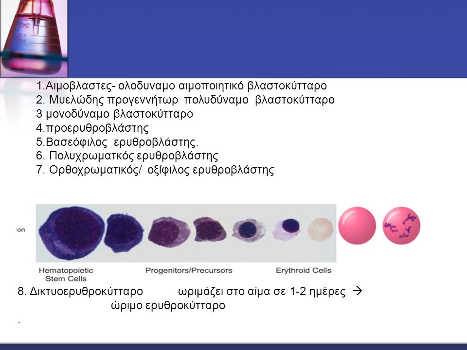 1.Αιμοβλαστες- ολοδυναμο αιμοποιητικό βλαστοκύτταρο