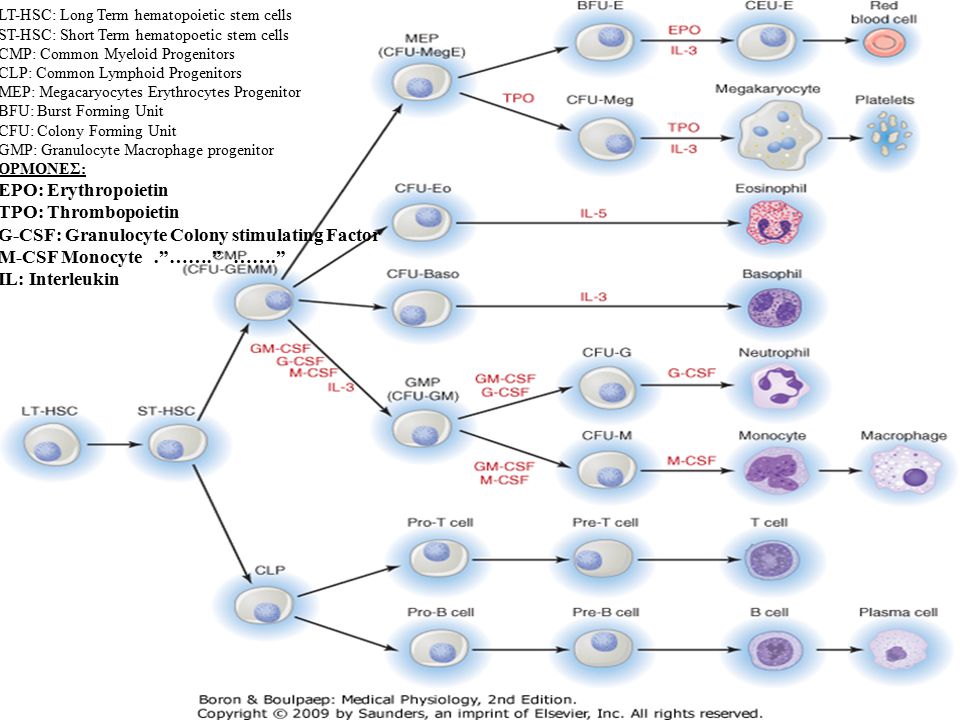 G-CSF: Granulocyte Colony stimulating Factor