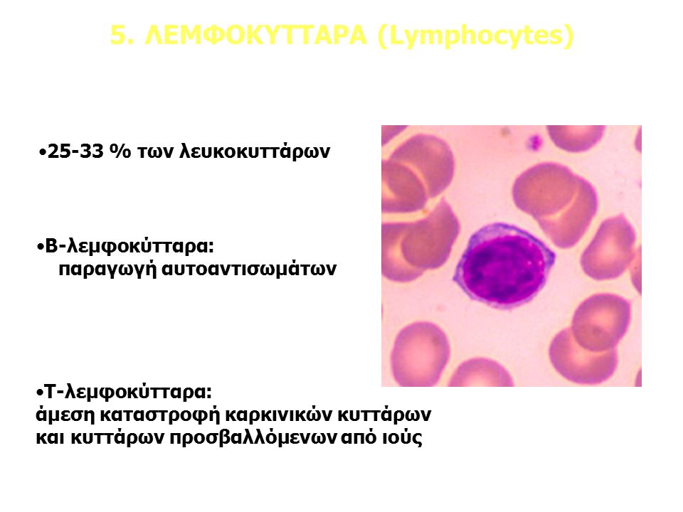 5. ΛΕΜΦΟΚΥΤΤΑΡΑ (Lymphocytes)