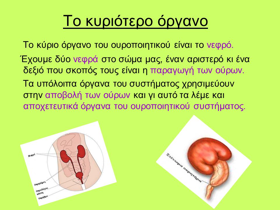 Το κυριότερο όργανο Το κύριο όργανο του ουροποιητικού είναι το νεφρό.