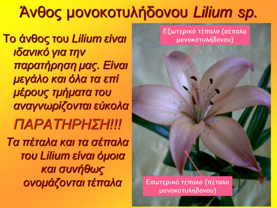 Άνθος μονοκοτυλήδονου Lilium sp.