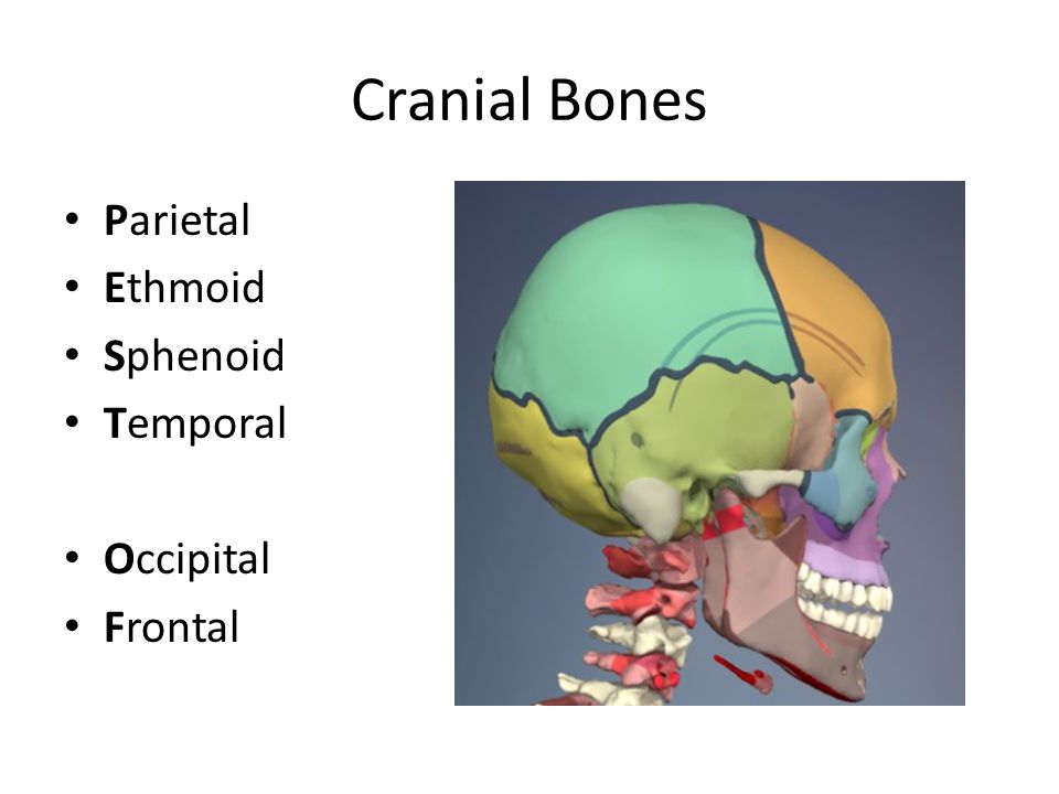 Cranial Bones Parietal Ethmoid Sphenoid Temporal Occipital Frontal