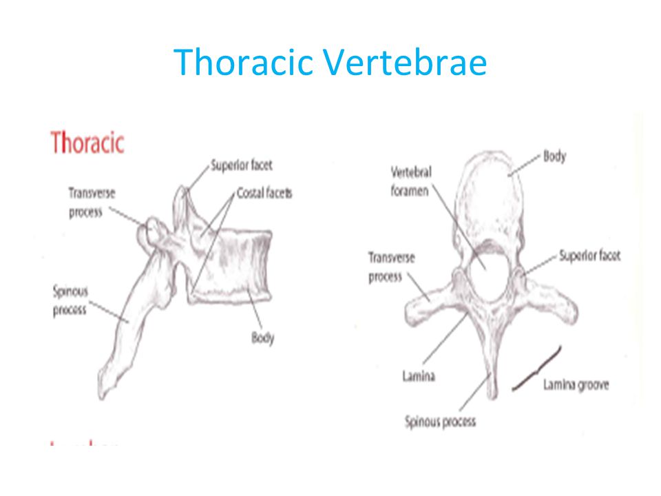 Thoracic Vertebrae