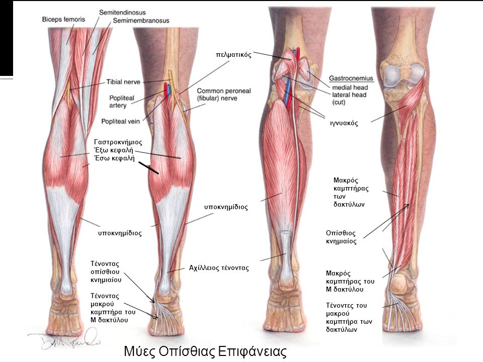 Название мышц ног у человека фото
