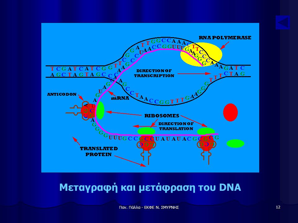Μεταγραφή και μετάφραση του DNA