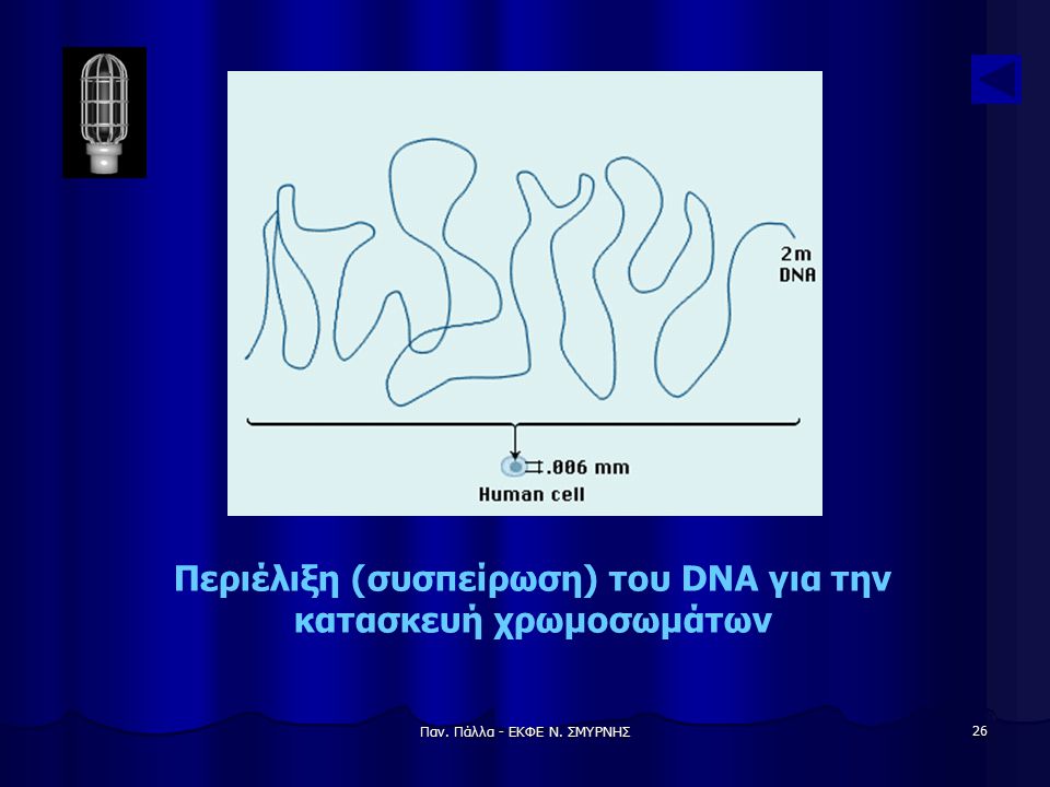 Περιέλιξη (συσπείρωση) του DNA για την κατασκευή χρωμοσωμάτων
