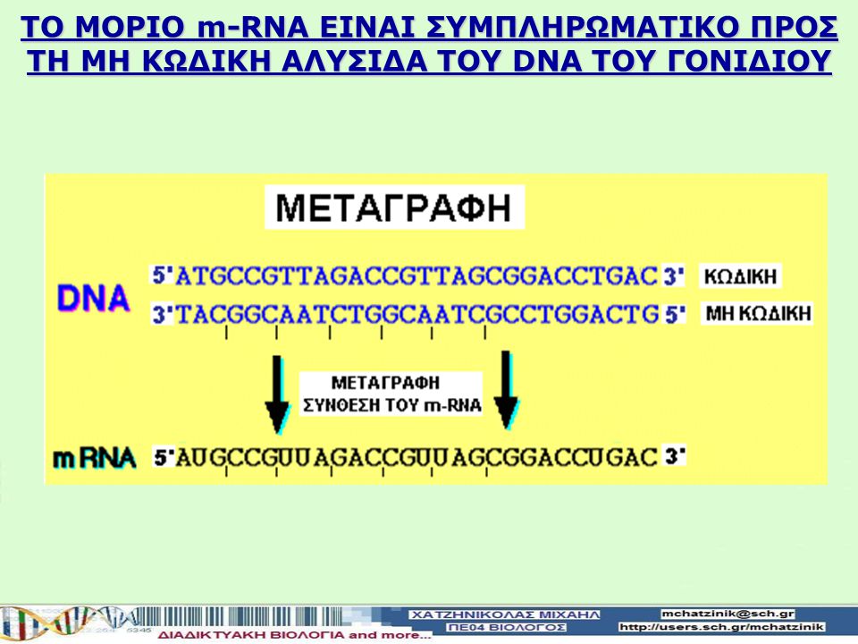 ΤΟ ΜΟΡΙΟ m-RNA ΕΙΝΑΙ ΣΥΜΠΛΗΡΩΜΑΤΙΚΟ ΠΡΟΣ ΤΗ ΜΗ ΚΩΔΙΚΗ ΑΛΥΣΙΔΑ ΤΟΥ DNA TOY ΓΟΝΙΔΙΟΥ