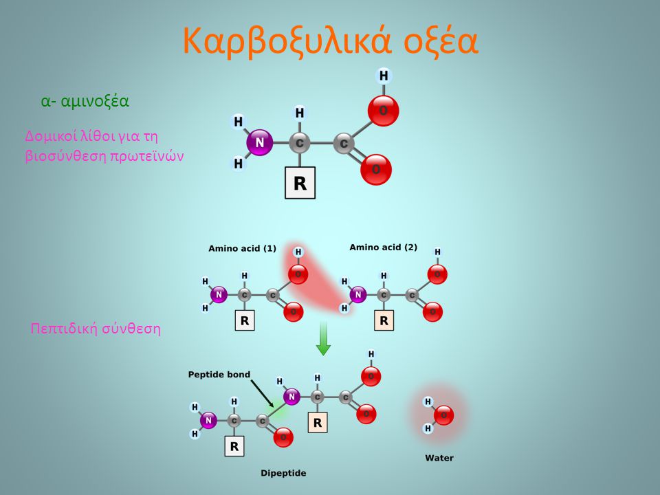 Καρβοξυλικά οξέα α- αμινοξέα Δομικοί λίθοι για τη βιοσύνθεση πρωτεϊνών