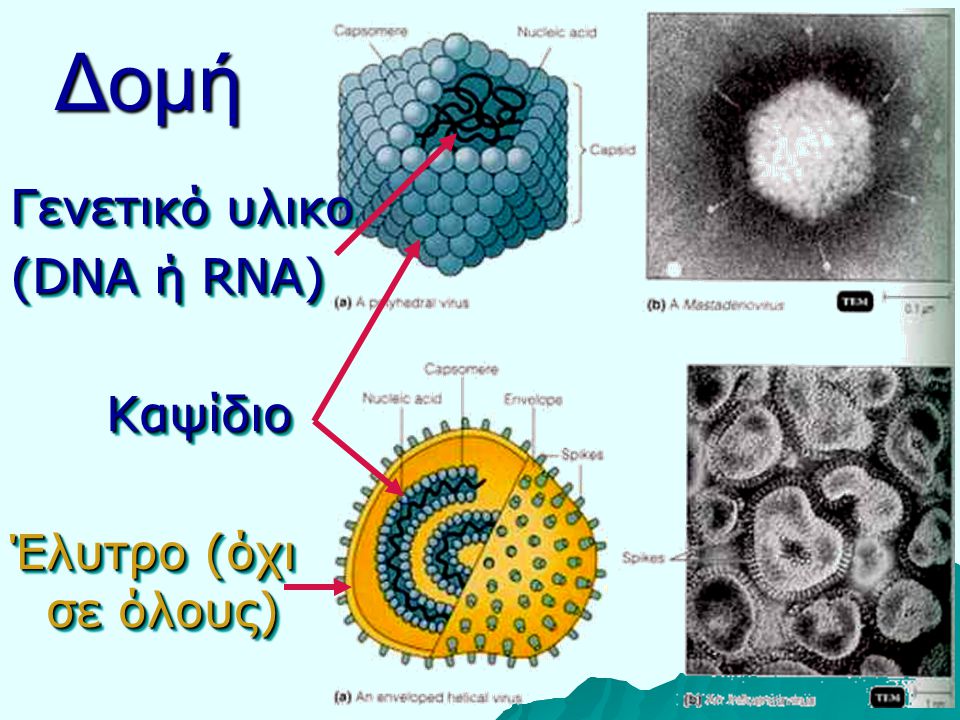 Δομή Γενετικό υλικο (DNA ή RNA) Καψίδιο Έλυτρο (όχι σε όλους)