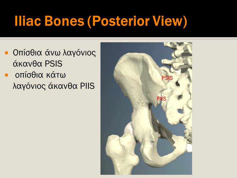 Iliac Bones (Posterior View)