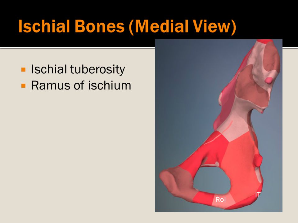 Ischial Bones (Medial View)