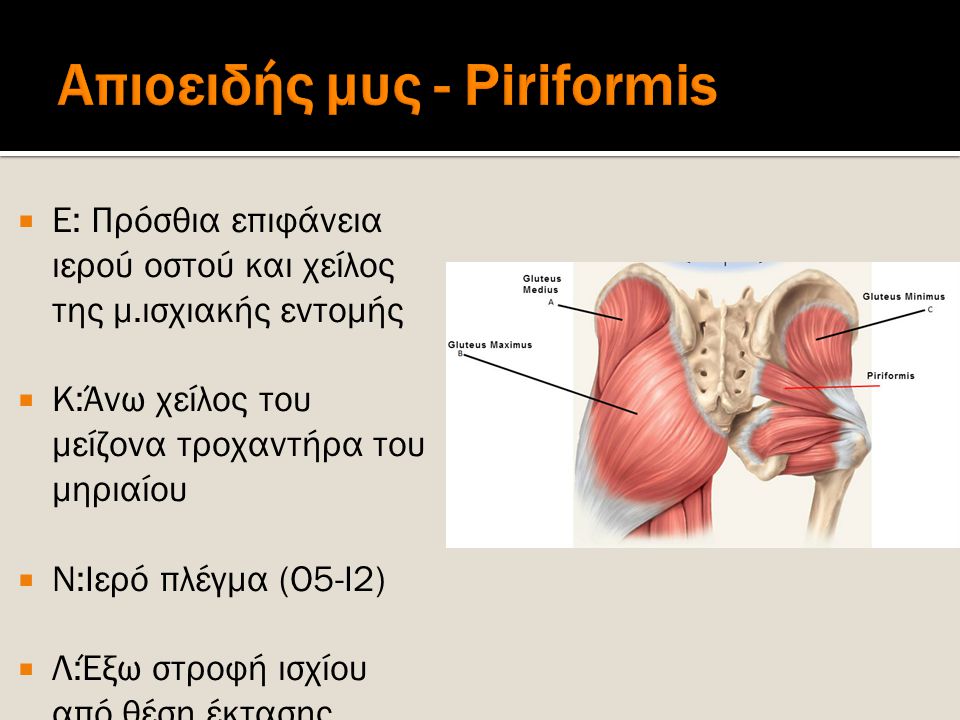 Απιοειδής μυς - Piriformis