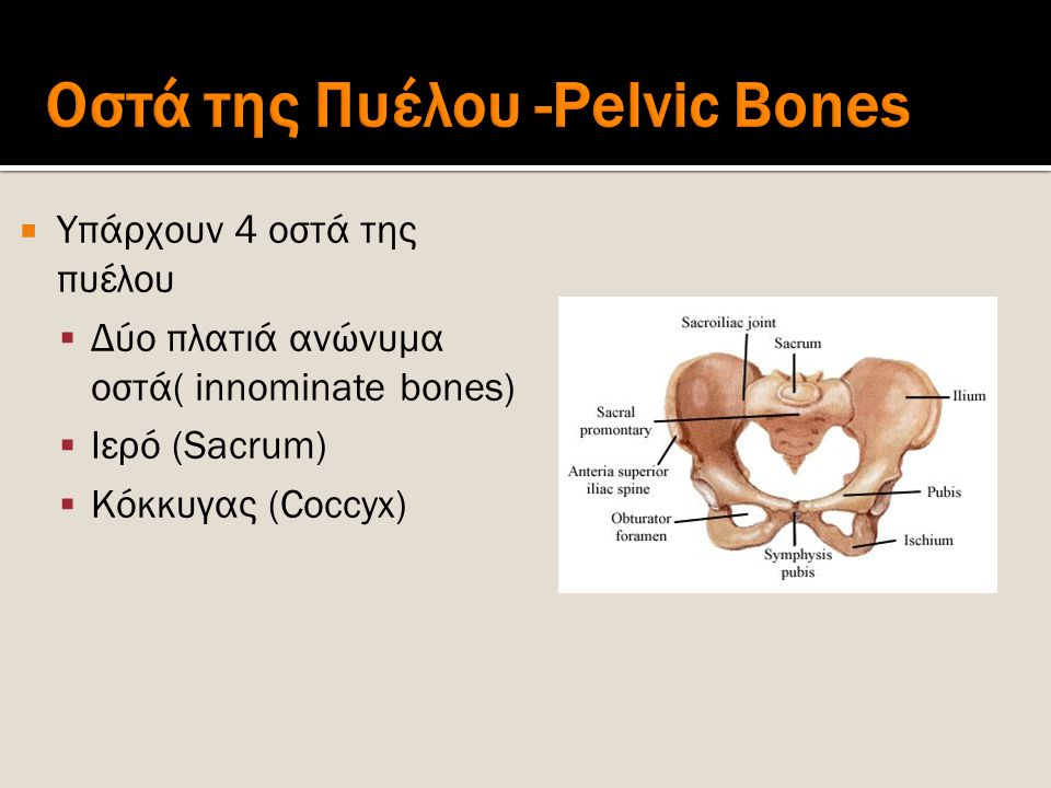 Οστά της Πυέλου -Pelvic Bones
