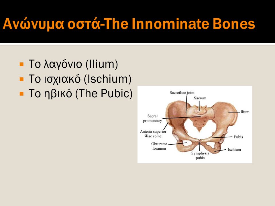 Ανώνυμα οστά-The Innominate Bones
