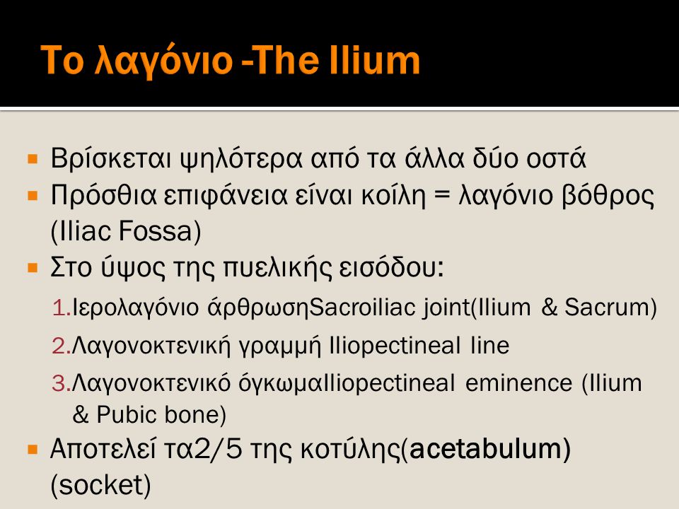 Το λαγόνιο -The Ilium Βρίσκεται ψηλότερα από τα άλλα δύο οστά