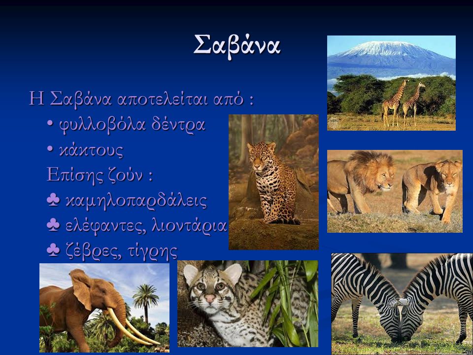 Σαβάνα Η Σαβάνα αποτελείται από : • φυλλοβόλα δέντρα • κάκτους Επίσης ζούν : ♣ καμηλοπαρδάλεις ♣ ελέφαντες, λιοντάρια ♣ ζέβρες, τίγρης.