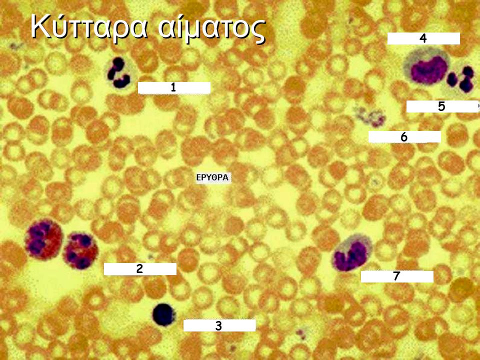 Κύτταρα αίματος