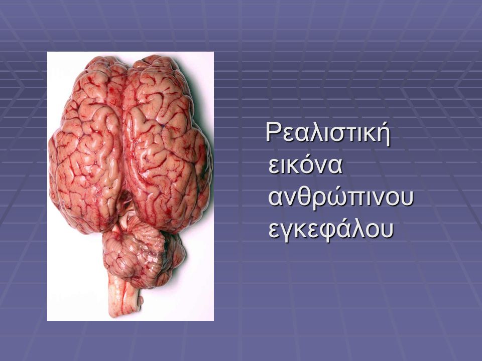 Ρεαλιστική εικόνα ανθρώπινου εγκεφάλου