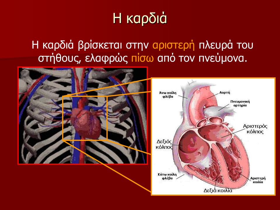 Η καρδιά Η καρδιά βρίσκεται στην αριστερή πλευρά του στήθους, ελαφρώς πίσω από τον πνεύμονα.