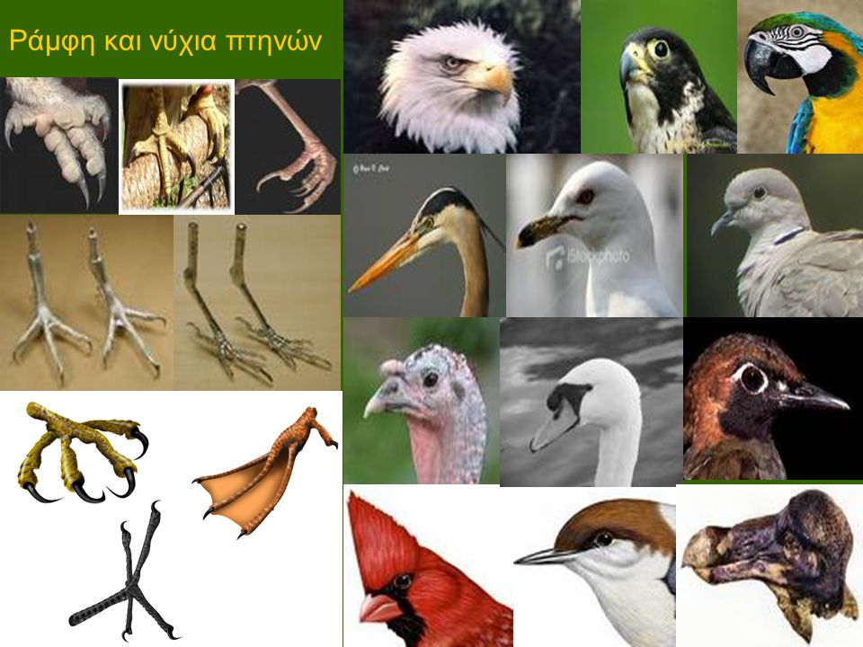 Ράμφη και νύχια πτηνών