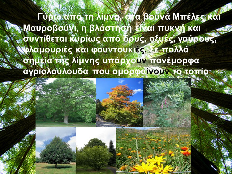 Γύρω από τη λίμνη, στα βουνά Μπέλες και Μαυροβούνι, η βλάστηση είναι πυκνή και συντίθεται κυρίως από δρυς, οξυές, γαύρους, φλαμουριές και φουντουκιές.