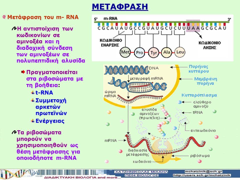 ΜΕΤΑΦΡΑΣΗ Μετάφραση του m- RNA
