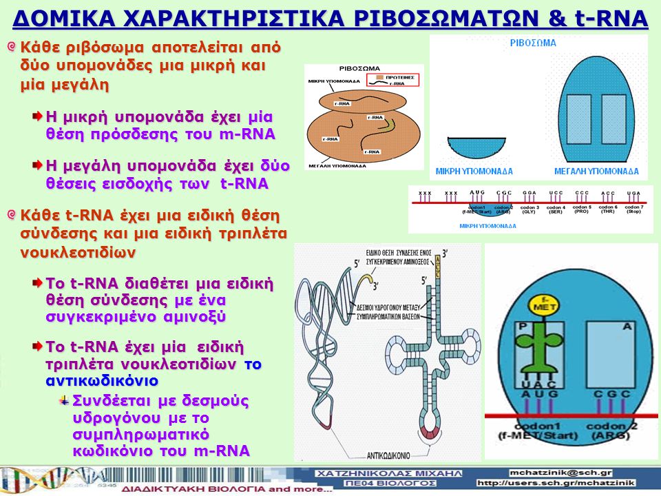 ΔΟΜΙΚΑ ΧΑΡΑΚΤΗΡΙΣΤΙΚΑ ΡΙΒΟΣΩΜΑΤΩΝ & t-RNA