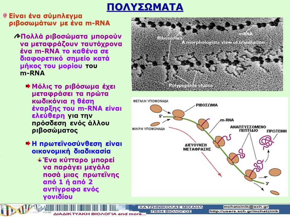 ΠΟΛΥΣΩΜΑΤΑ Είναι ένα σύμπλεγμα ριβοσωμάτων με ένα m-RNA