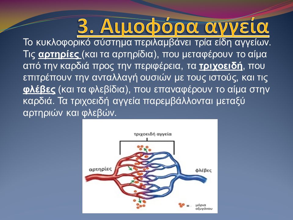 3. Αιμοφόρα αγγεία