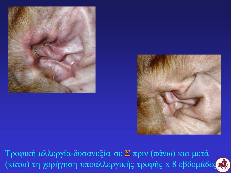 Τροφική αλλεργία-δυσανεξία σε Σ πριν (πάνω) και μετά (κάτω) τη χορήγηση υποαλλεργικής τροφής x 8 εβδομάδες