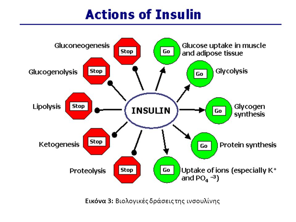 Εικόνα 3: Βιολογικές δράσεις της ινσουλίνης
