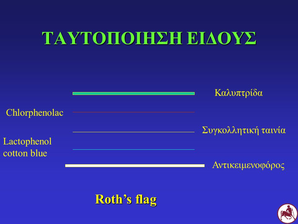 ΤΑΥΤΟΠΟΙΗΣΗ ΕΙΔΟΥΣ Roth’s flag Καλυπτρίδα Chlorphenolac