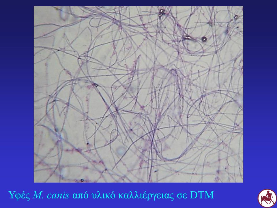 Υφές M. canis από υλικό καλλιέργειας σε DTM