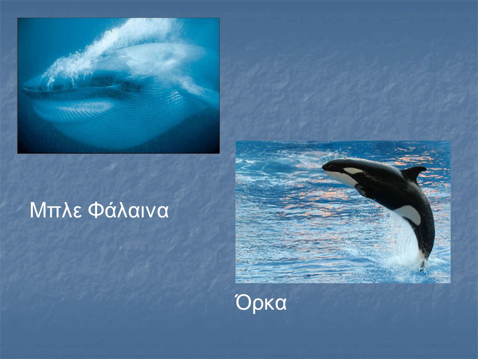 Μπλε Φάλαινα Όρκα