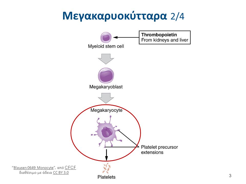 Μεγακαρυοκύτταρα 3/4 Megakaryocyte1 , από Arcadian διαθέσιμο με άδεια CC BY-SA 3.0.