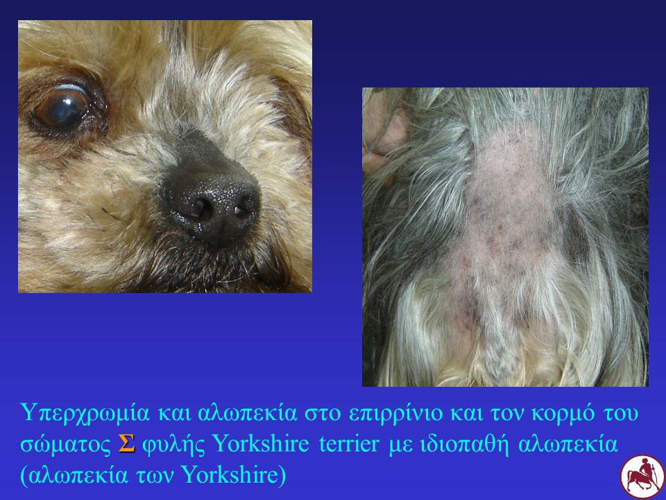 Υπερχρωμία και αλωπεκία στο επιρρίνιο και τον κορμό του σώματος Σ φυλής Yorkshire terrier με ιδιοπαθή αλωπεκία (αλωπεκία των Yorkshire)