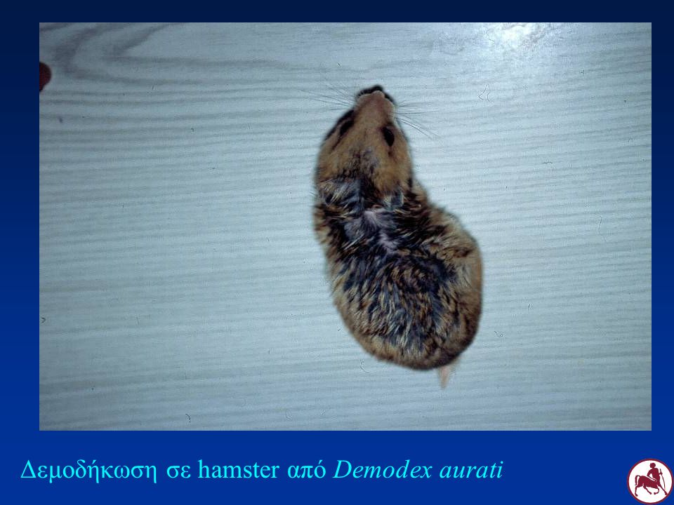Δεμοδήκωση σε hamster από Demodex aurati