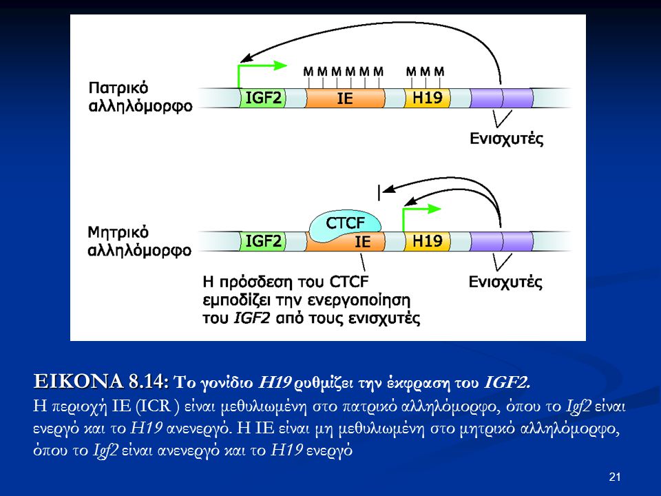 ΕΙΚΟΝΑ 8.14: Το γονίδιο Η19 ρυθμίζει την έκφραση του IGF2.