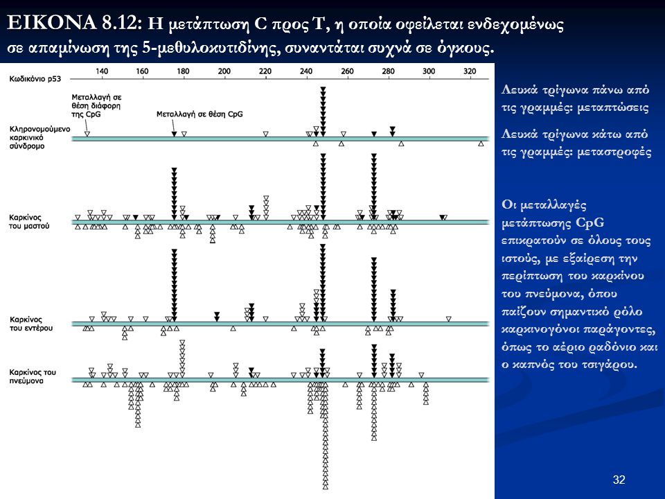EIKONA 8.12: Η μετάπτωση C προς Τ, η οποία οφείλεται ενδεχομένως σε απαμίνωση της 5-μεθυλοκυτιδίνης, συναντάται συχνά σε όγκους.