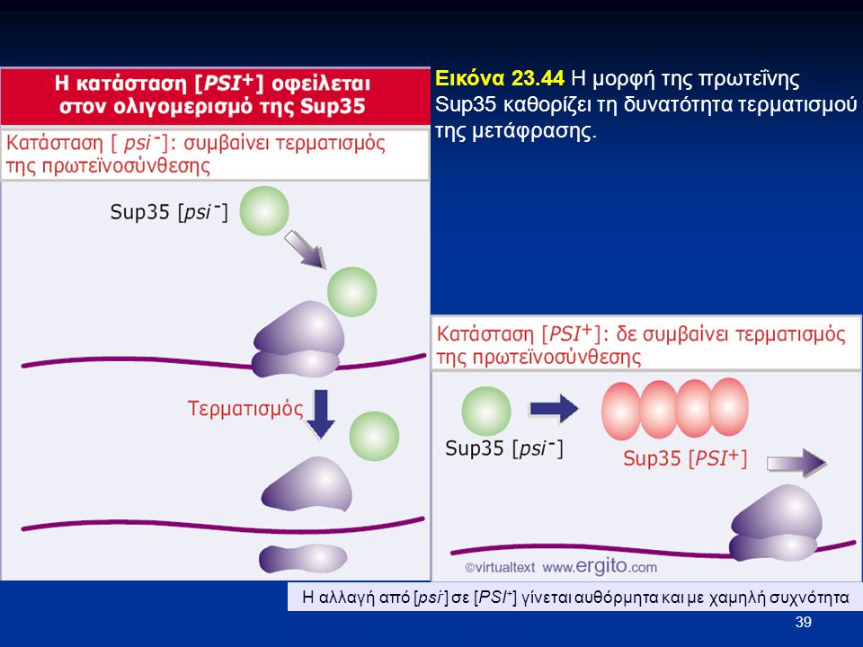 Εικόνα Η μορφή της πρωτεΐνης Sup35 καθορίζει τη δυνατότητα τερματισμού της μετάφρασης.