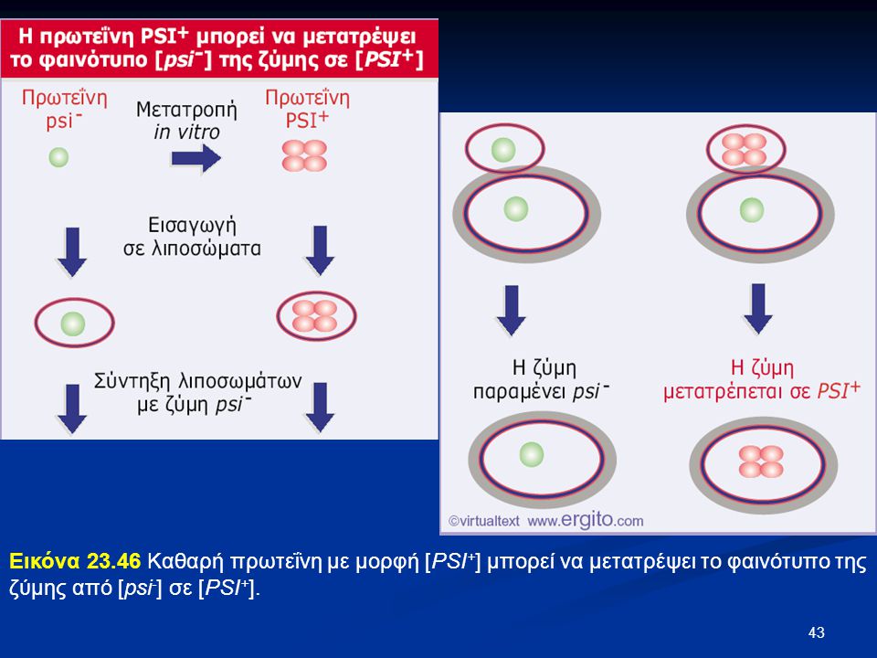 Εικόνα Καθαρή πρωτεΐνη με μορφή [PSI+] μπορεί να μετατρέψει το φαινότυπο της ζύμης από [psi-] σε [PSI+].