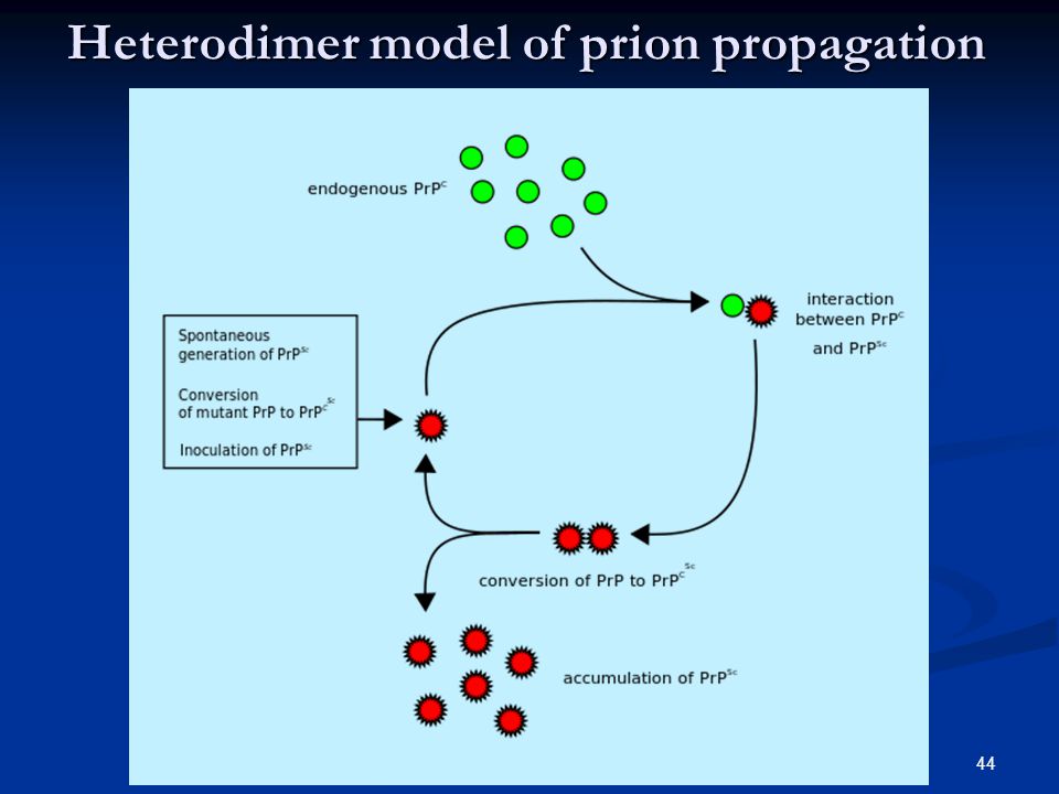 Heterodimer model of prion propagation