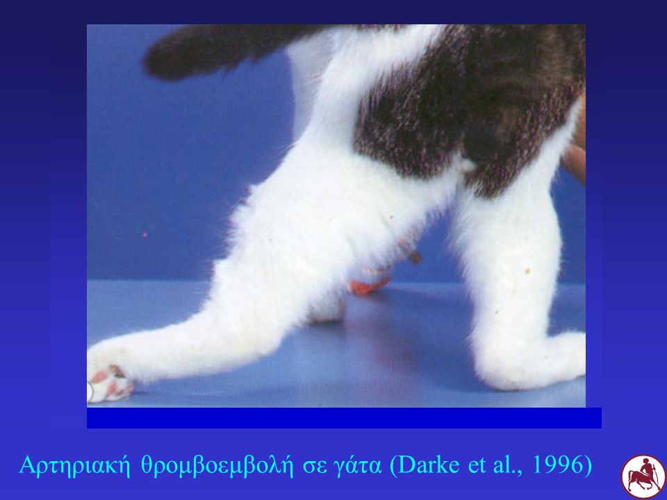 Αρτηριακή θρομβοεμβολή σε γάτα (Darke et al., 1996)