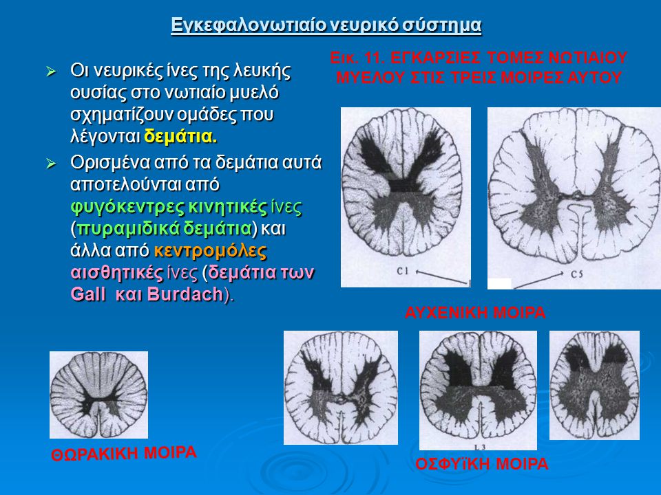 Εγκεφαλονωτιαίο νευρικό σύστημα
