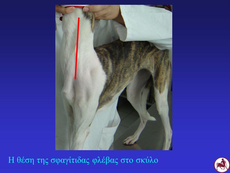 Η θέση της σφαγίτιδας φλέβας στο σκύλο