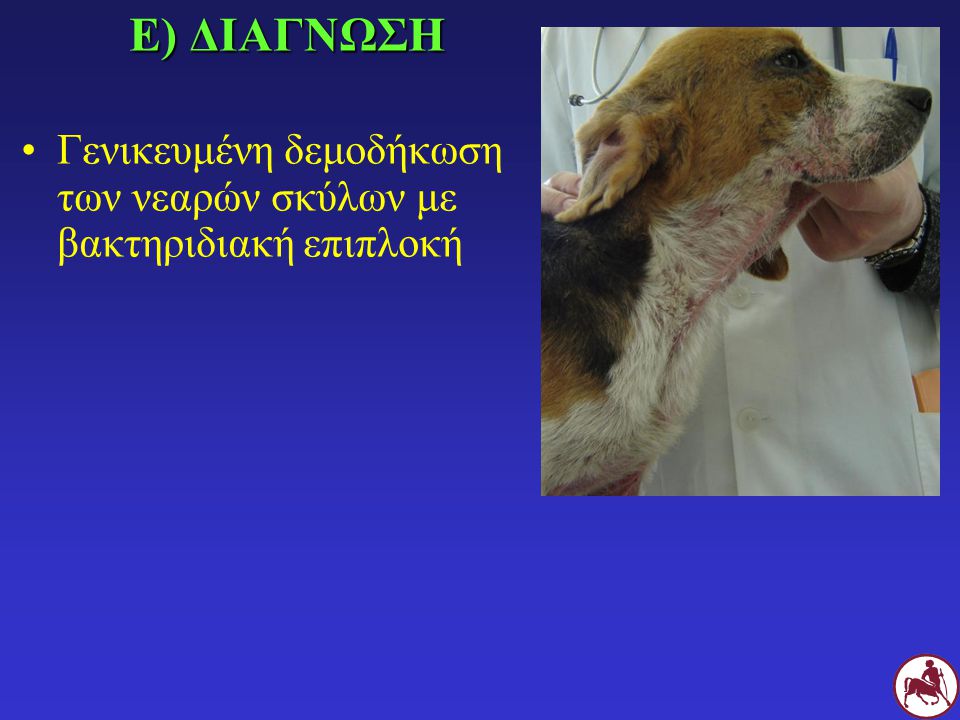 Ε) ΔΙΑΓΝΩΣΗ Γενικευμένη δεμοδήκωση των νεαρών σκύλων με βακτηριδιακή επιπλοκή